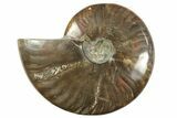 Red Flash Ammonite Fossil - Madagascar #211116-1